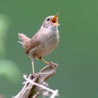 a s h (@shiarfane) Twitter profile photo