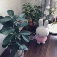 🌱 (@niffiy) Twitter profile photo