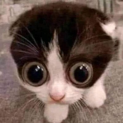 MrNobod99092645's profile picture. waow ifon 

2nd acc, very inactive because f u elon

Veinte (20) años