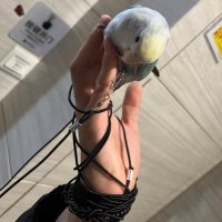 heavybird (@baocaowujing) 's Twitter Profile