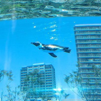 Pen34587's profile picture. 2025.06～DATA Saber認定