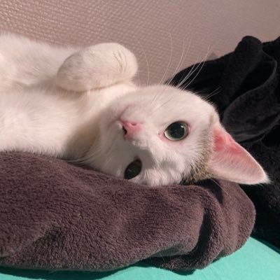 un chat pas toujours à l’endroit - Featuring Fufu 🐱
