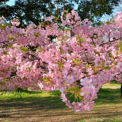 hisenhikaku's profile picture. 世界全体が平和でありますように。 わたしは銃を取らない。 #不殺生。 #非戦 #非核