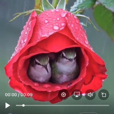 lensmall's profile picture. 