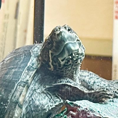 junya130701's profile picture. 習志野61期　バレー部