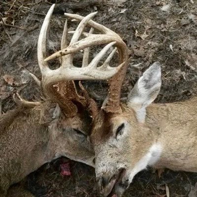 methdeity's profile picture. schizo goin ape.                                               i meditate to call aliens