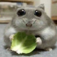 ネズミ (@died4rats_) 's Twitter Profile Photo ネズミ (@died4rats_) 's Twitter Profile Photo