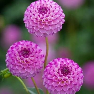 48R36's profile picture. الفرق بين "الفرصة" و"الصدفة" كبير.. فبينما قد يقضى البعض عُمره في انتظار صدفة لن تأتي، فإن البعض الآخر يقرر أن يصنع الفرصة بنفسه!🌺🌺