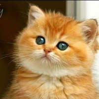 mervin (@yattree78) 's Twitter Profile