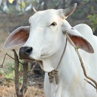 BharatC_082408's profile picture. गावो विश्वस्य मातरः।
अर्थात् गाय सम्पूर्ण विश्व की माता है। 🐮♥️
गौ रक्षक 🙏😎💪