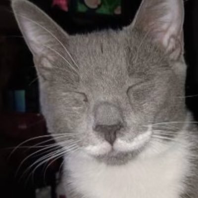 cheekzy's profile picture. Avoiding idiots and fails while balancing the challenges of life one day at a time