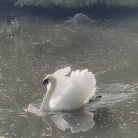 sasaa (@cloudeneyyy) 's Twitter Profile