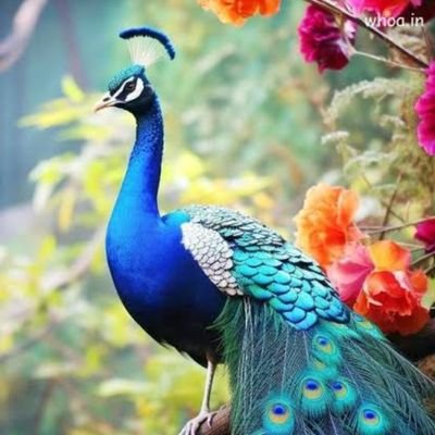 MyLoveIndia47's profile picture. 