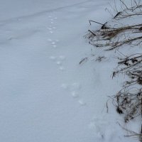 つみさん (@tsumisan3) 's Twitter Profile Photo