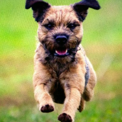 vth98w2qyp's profile picture. Follower of Christ. Wife. Attorney. Equestrian. DogsDogsDogs. 
The US Constitution is the Supreme Law of the Land. Please tell John Roberts if you see him.