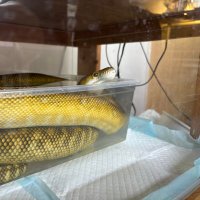 ほろほろ (@nikuholoholo) Twitter profile photo