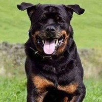 debswylde (@flamingyam) 's Twitter Profile