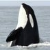 @dwntwnT 🐳 🙏 🐋🦈❤ (@dwntwnt) Twitter profile photo @dwntwnT 🐳 🙏 🐋🦈❤ (@dwntwnt) Twitter profile photo