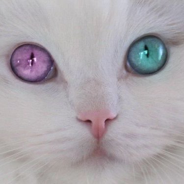 ゆきnyan 西野家さんのプロフィール画像