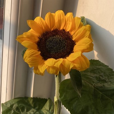 أنا الذي كادت الايام تكسرني،لكن صبري على الايام غلاب 🤍👑✨(يات بها الله إن الله لطيف خبير)