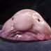 Blobby (@solanablobby) Twitter profile photo Blobby (@solanablobby) Twitter profile photo