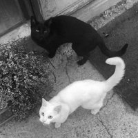 ؘrara ✿ free tag to (@learnhaven) 's Twitter Profile