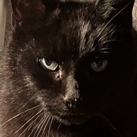 screamingcat1 (@screamingcat111) 's Twitter Profile Photo screamingcat1 (@screamingcat111) 's Twitter Profile Photo