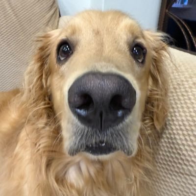gouhuangdi_'s profile picture.