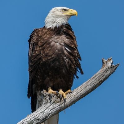 WizbangDog's profile picture. B.S. Poli Sci    M.S. Org. Development 
Have lived in CT, FL, AR, KY, TN & MO.  The media lies.  Search for the truth elsewhere.