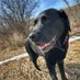 K9 Merlot (@padsk9merlot) Twitter profile photo K9 Merlot (@padsk9merlot) Twitter profile photo