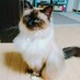 kaori (@kaori_suzuryo) Twitter profile photo kaori (@kaori_suzuryo) Twitter profile photo