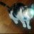 LarryDevilCat's profile image