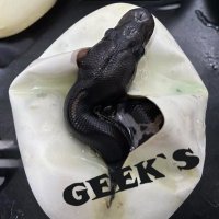 GEEK’S(ギークス) (@geeksballpython) 's Twitter Profile Photo GEEK’S(ギークス) (@geeksballpython) 's Twitter Profile Photo