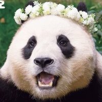 푸야와 토끼풀 (@yonginteol49771) 's Twitter Profile