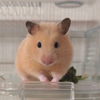 ばつ１０（ばってん）さんのプロフィール画像