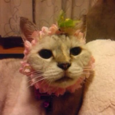 hhwnZkrePYhT3Sz's profile picture. 🐱🏀🏸🃏🍺好きな水道屋🚿🚽最近またベース弾き始めました🎸💪👁️👄👁️
如何わしくなければフォロバします🥰DMはほぼ返しません🙇‍♂️