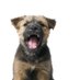 Howling Puppy (@thehowlingpuppy) Twitter profile photo Howling Puppy (@thehowlingpuppy) Twitter profile photo