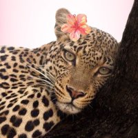 Sweet Groove ❥ (@ginsengyen) Twitter profile photo
