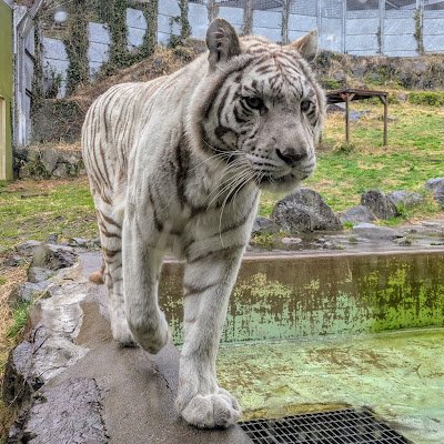 Akaru948736's profile picture. 動物の写真を載せたりつぶやいたりします💭

普段は東山動植物園に通っています🐨（インスタではほぼコアラ投稿）/いろんな動物園に行きたい/🤍🐯🥷🌾✨