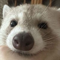 chloe | au di pin 🦝 (@cleopuyo) 's Twitter Profile