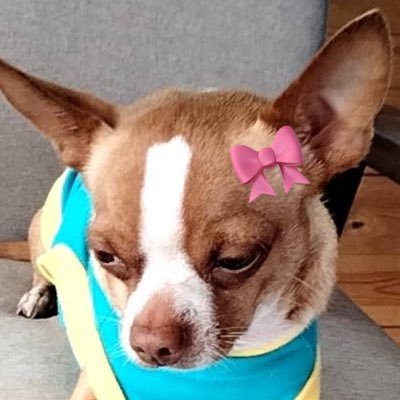 mommapupu's profile picture. #PerthSanta🐯🐶 #skynani🩵🩷#TeeteePor🐶🐻‍❄️ #PoohPavel 🤏🏻 #GeminiFourth 🫶🏻 #NEXnattakit 🎀