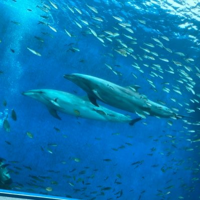 1zumon's profile picture. 