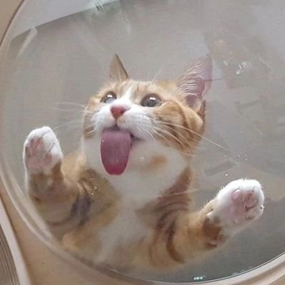 wamuadsie's profile picture. 🐱🩵😼