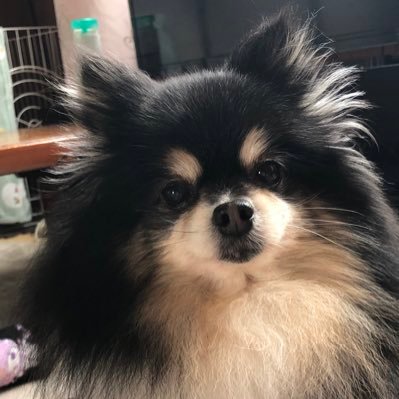 love2pome's profile picture. ポメ大好きな飼い主です！ 我が家の🐶たちはもちろん、みなさんの🐶ちゃんたち見てきゃわわ😍ってなってます！ 可愛い、美しい、うわぁ～😍🤩に♡させてもらってます！