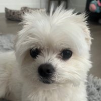 Mackenzie (@bobimackacy) 's Twitter Profile