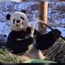 不機嫌ぱんだにゃん (@gogo_panda_930_) Twitter profile photo 不機嫌ぱんだにゃん (@gogo_panda_930_) Twitter profile photo