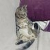 aslan (@hac_bilgi62735) Twitter profile photo aslan (@hac_bilgi62735) Twitter profile photo