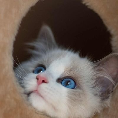 caramellmacch's profile picture. 🔗📸