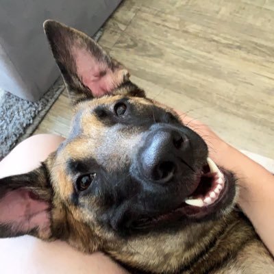 🩺 Physican, Emergency Medicine 💪🏻strength training and fitness dog dad: Sasha 🐕