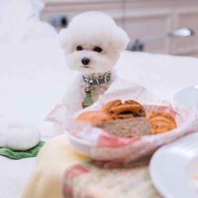 puppieshome114's profile picture. Pet for adoption, we ship world wide 🗺️ 📦🚚